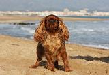 KING CHARLES SPANIEL 001